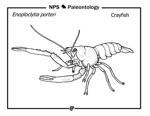 Prehistoric Crayfish (Enoploclytia Porteri) Coloring Page